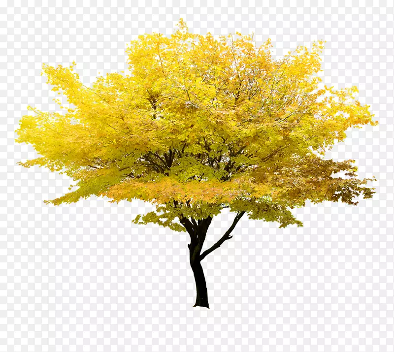 黄色树
