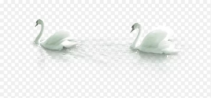 两只天鹅