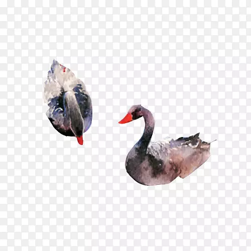 天鹅夫妻水彩画素材图片