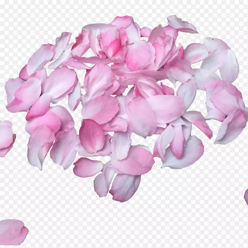 粉红樱花花瓣设计素材