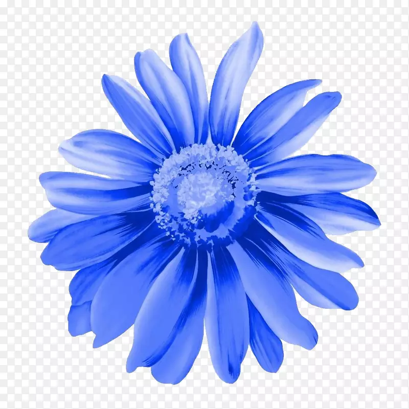蓝色手绘菊花特写