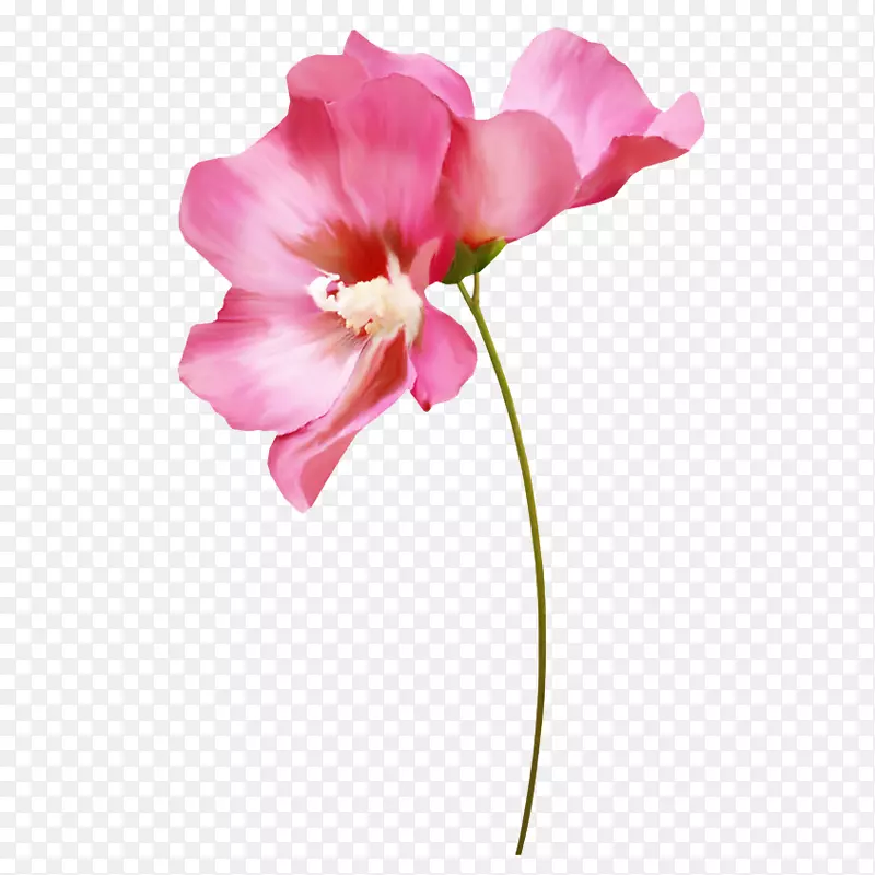 手绘粉色花朵免费下载