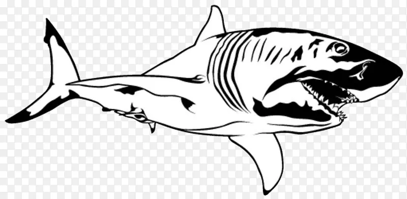 手绘素描鲨鱼