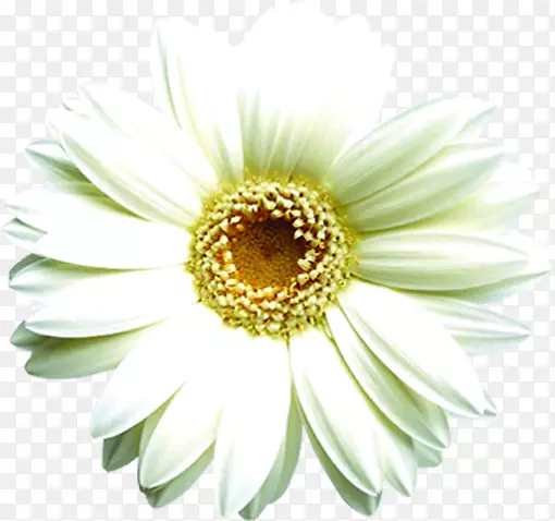 高清夏日白色向日葵花朵