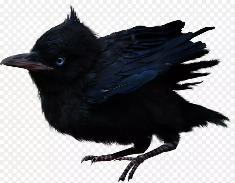 万圣节素材黑色小鸟