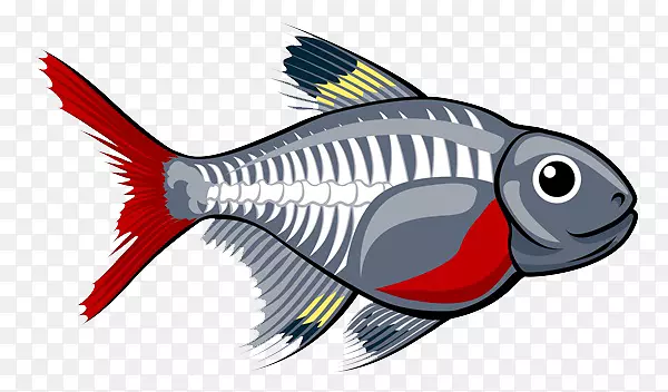 鱼儿的身体构造