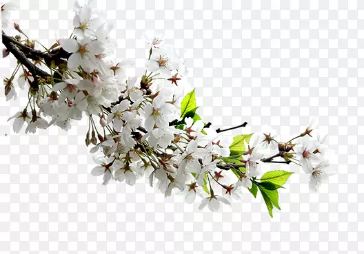 树枝上的白梨花