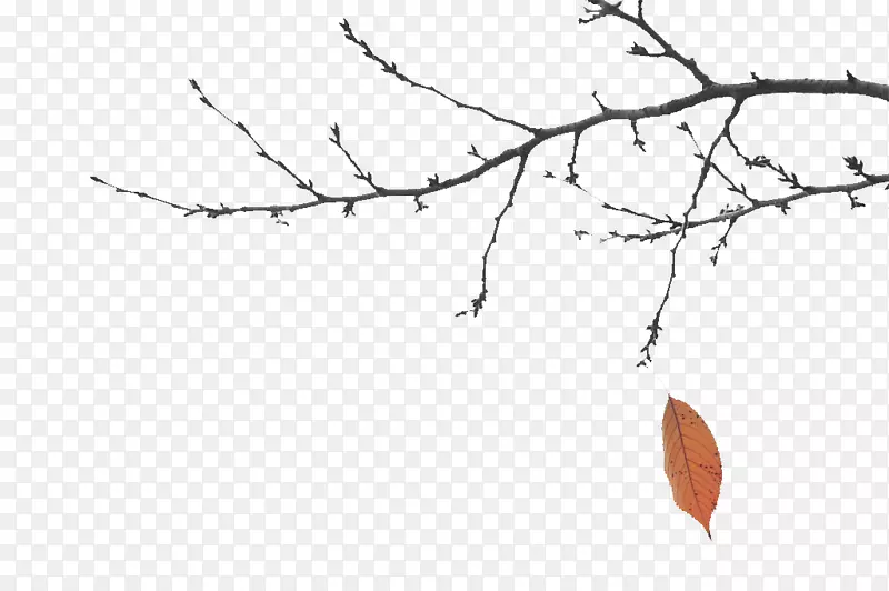 秋日萧条的树