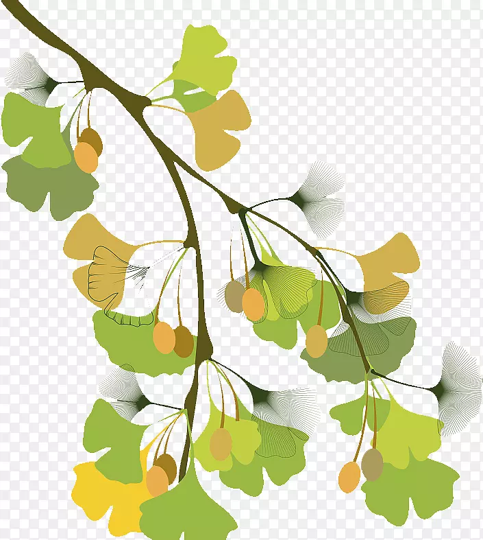 矢量插图银杏叶树枝与叶子