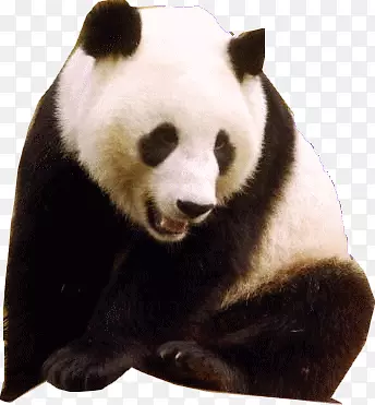 张嘴的大熊猫素材
