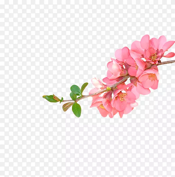粉色的花簇