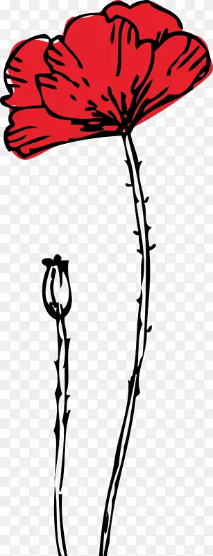 手绘罂粟花植物图