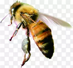 高清摄影雄壮的蜜蜂