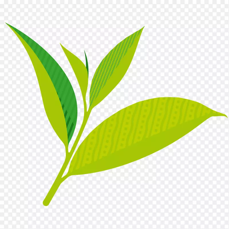 绿茶茶叶矢量插画