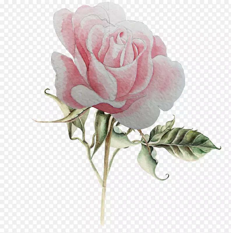 手绘粉色玫瑰花