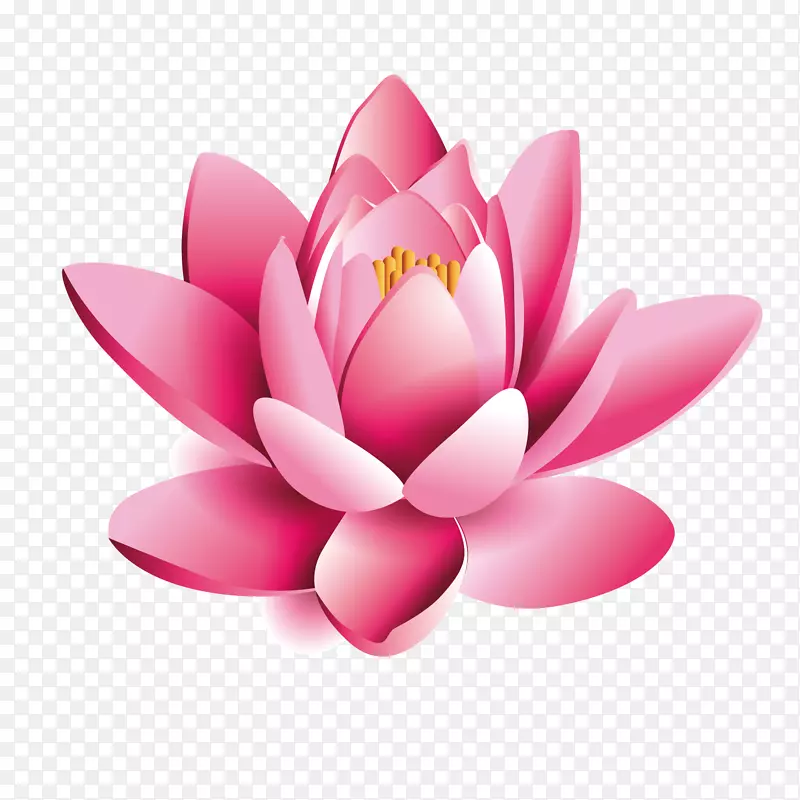 粉色植物莲花元素