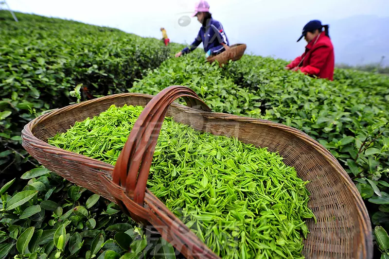 一箩筐茶叶茶农采撷