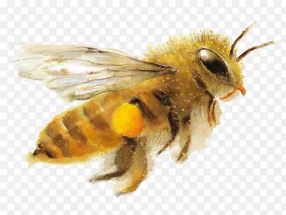 飞翔黄色蜜蜂
