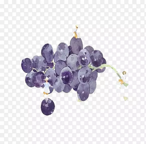 紫水彩葡萄插画