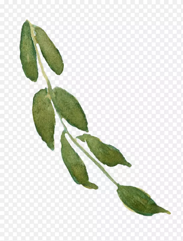 水彩手绘植物