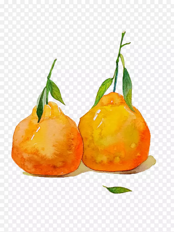 两只柑橘手绘图