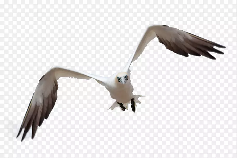 展翅的白鸥