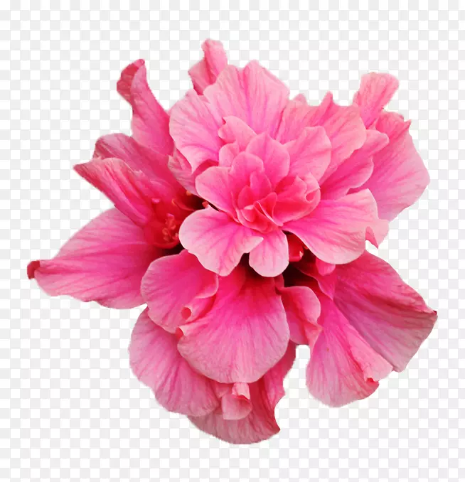 扶桑花免抠