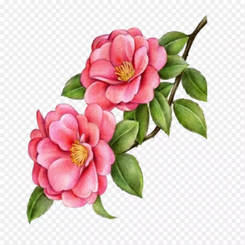手绘花卉素材图片png