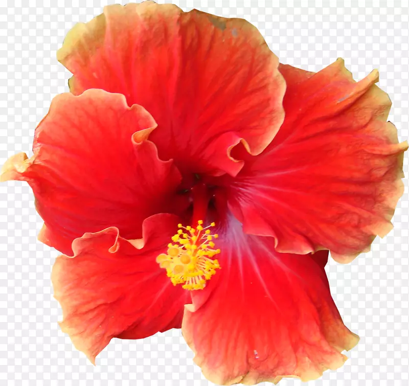 扶桑花花朵