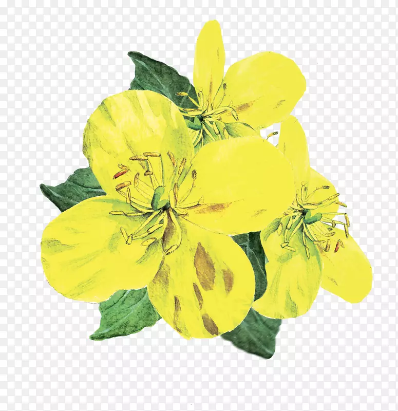 水彩黄色花朵