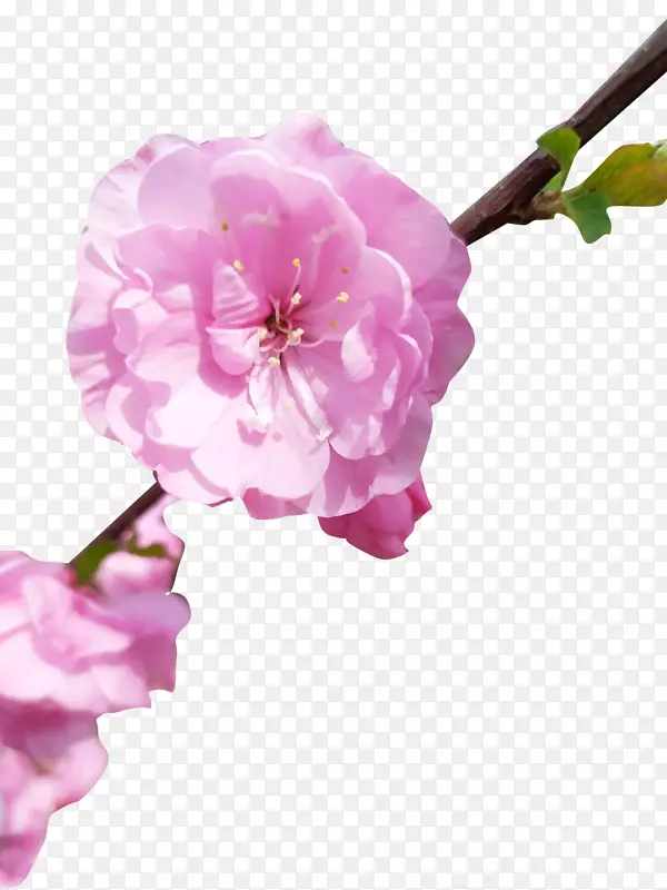 桃花   春天 元素  桃花开 花朵