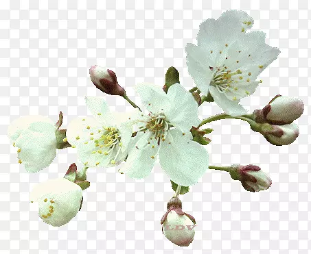 水彩白花花苞