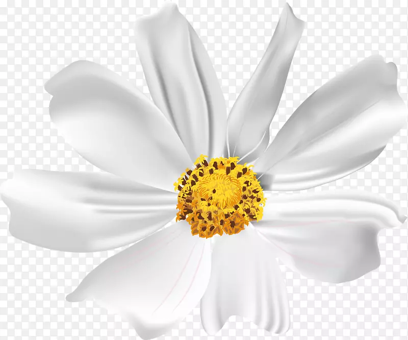 白色甘菊