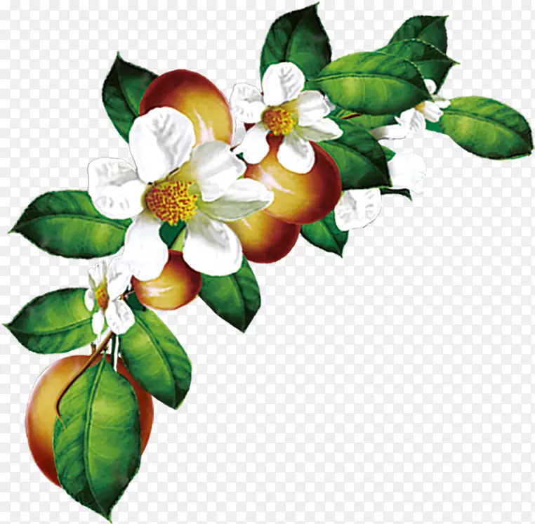 茶油 茶树