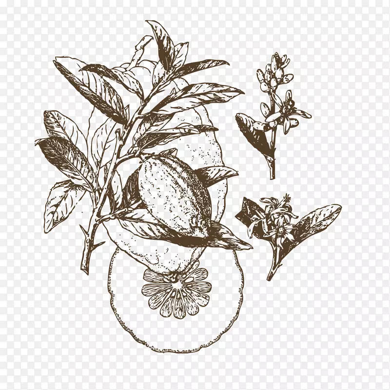 手绘植物花朵树枝果实