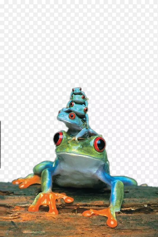 一叠树蛙