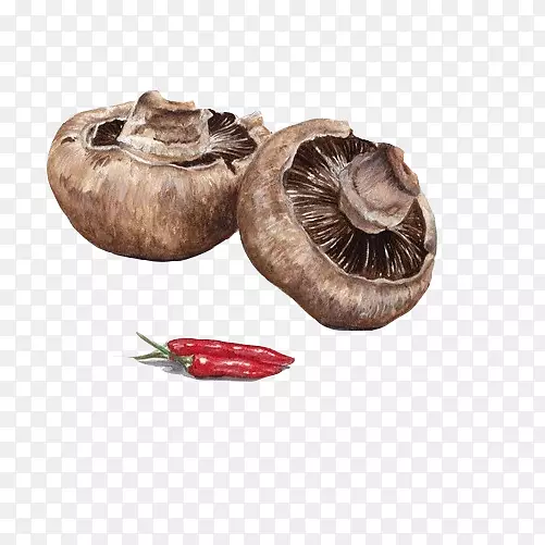 香菇和辣椒手绘画素材图片
