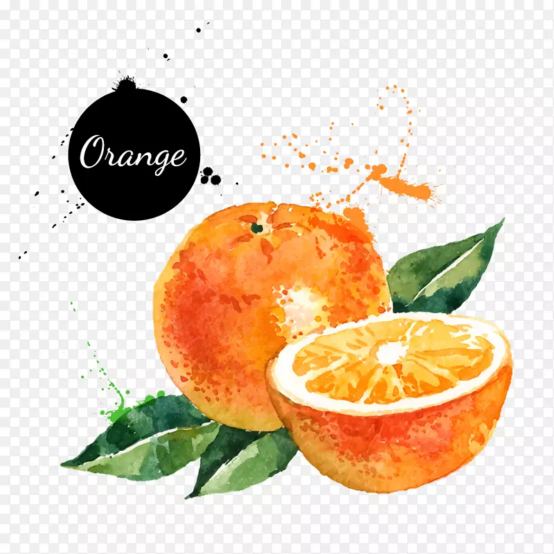 水彩效果的橙子素材