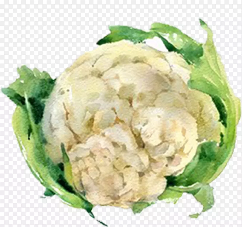 手绘水彩切好的蔬菜素材卷心菜