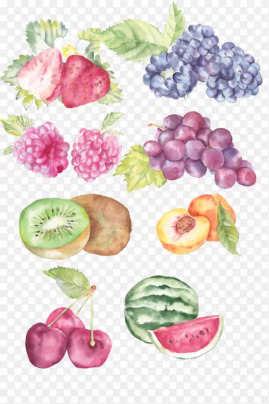 手绘水彩水果插画设计素材