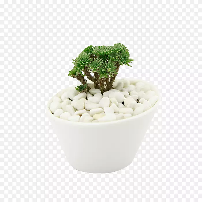 白色盆栽