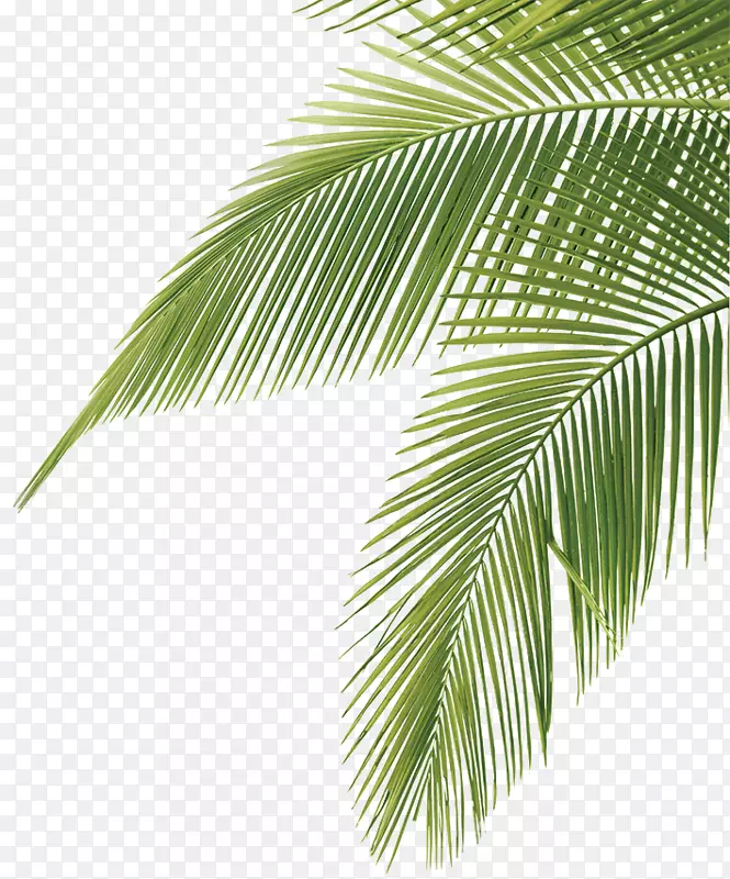 椰子树叶绿
