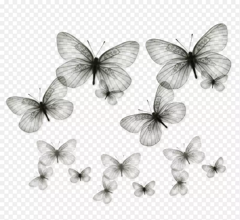 一群舞动的蝴蝶