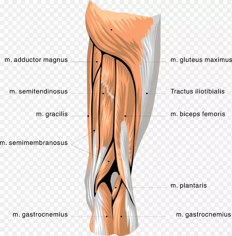 人体肌肉示例图