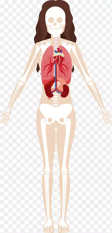 女性器官示例图