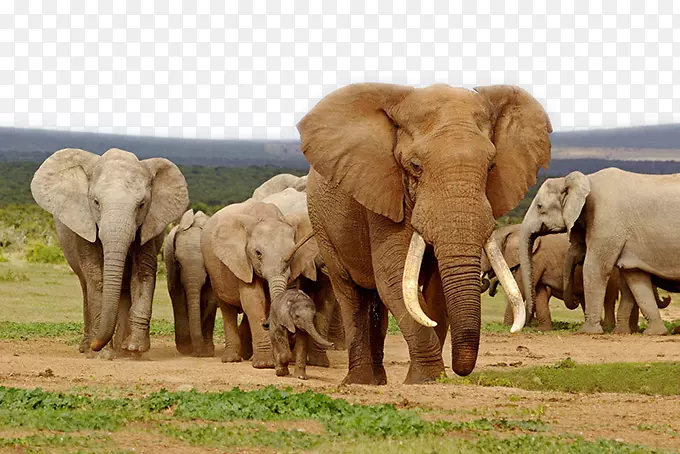 草原上的大象群