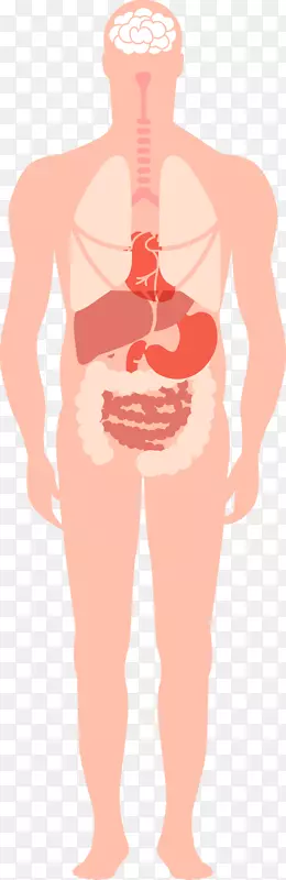 卡通人体器官示例图