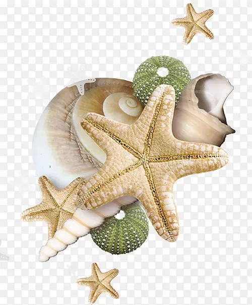 海边的贝壳和海星