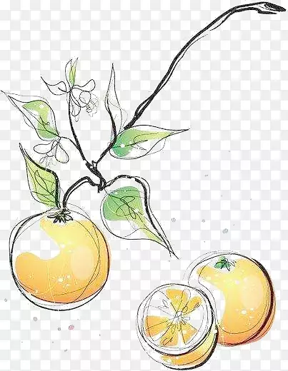 手绘的橙子