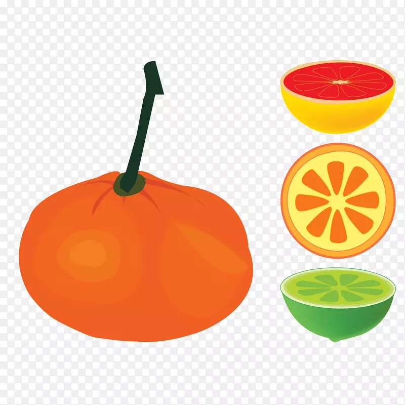 矢量图各种橘类
